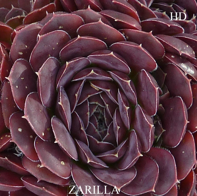 Zarilla / Jovi