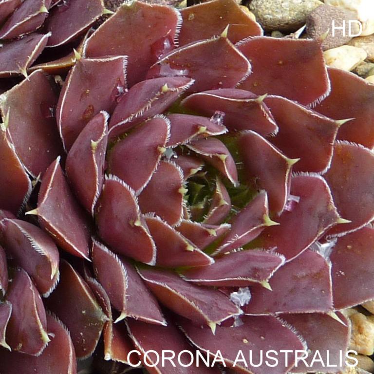 Corona Australis / Jovi
