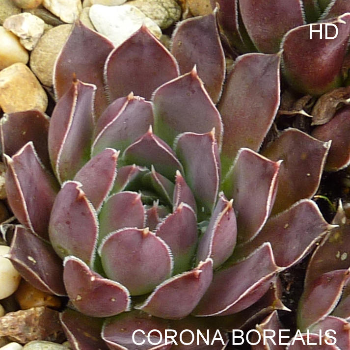 Corona Borealis / Jovi