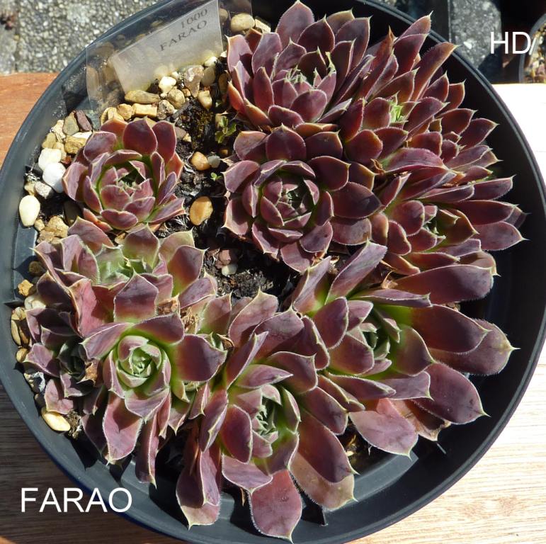 Farao / Jovi