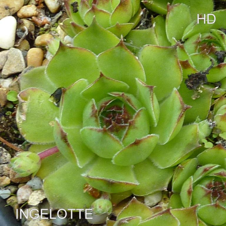 Ingelotte