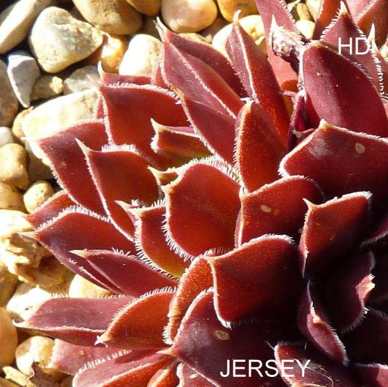 Jersey / Jovi