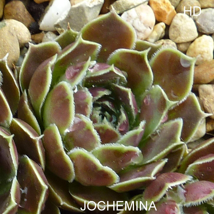 Jochemina / Jovi