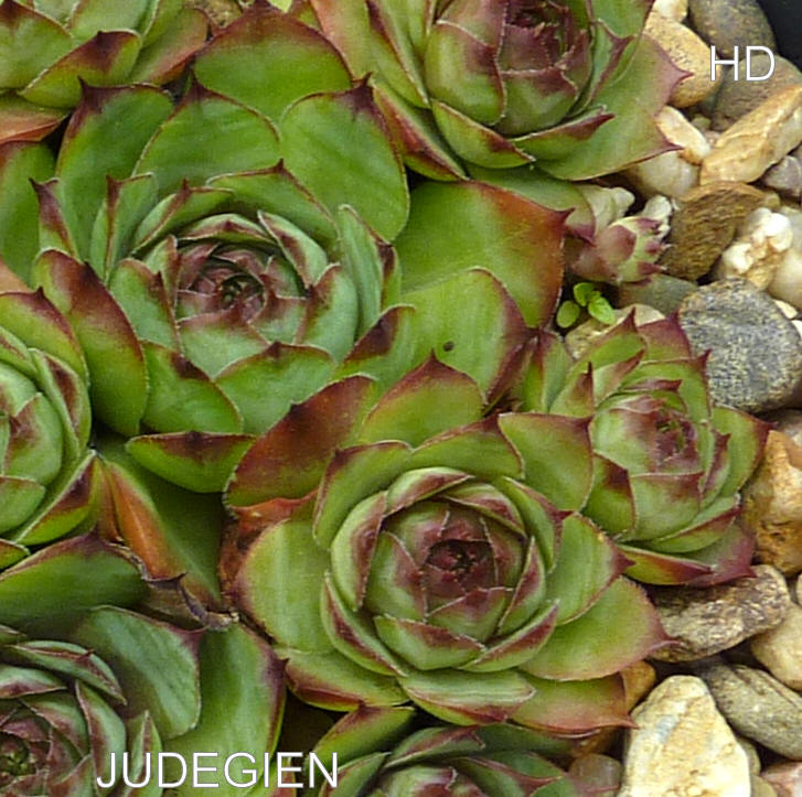 Judegien