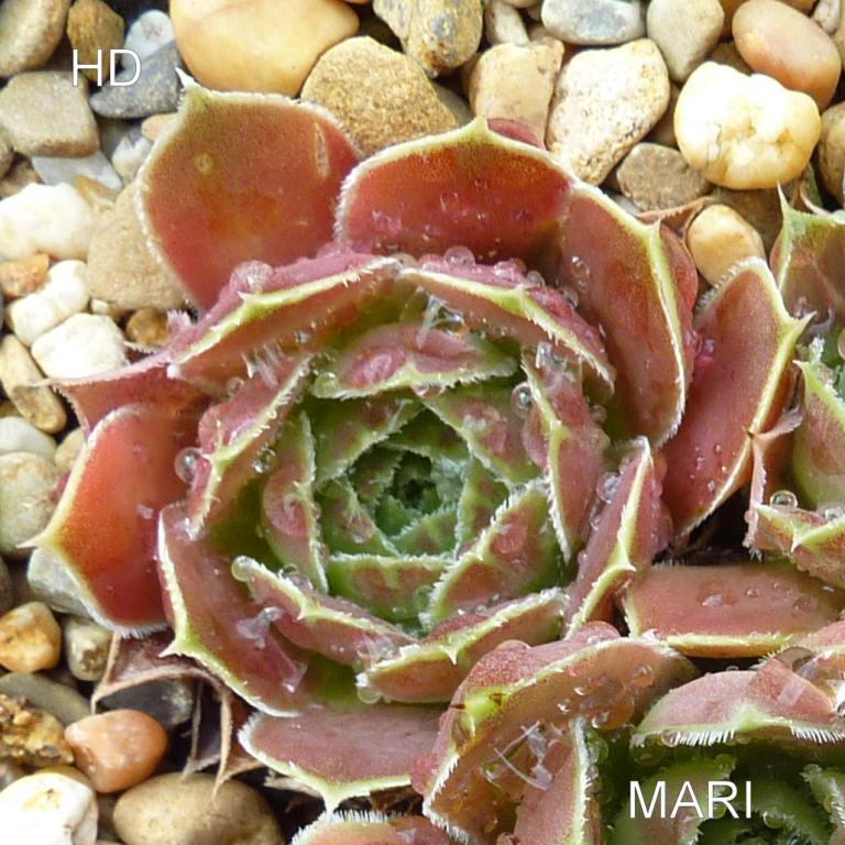 Mari / Jovi