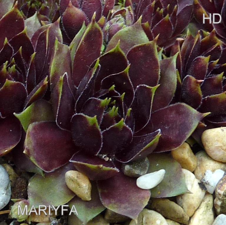 Mariyfa