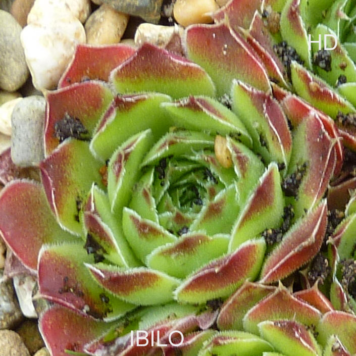 Ibilo / Jovi