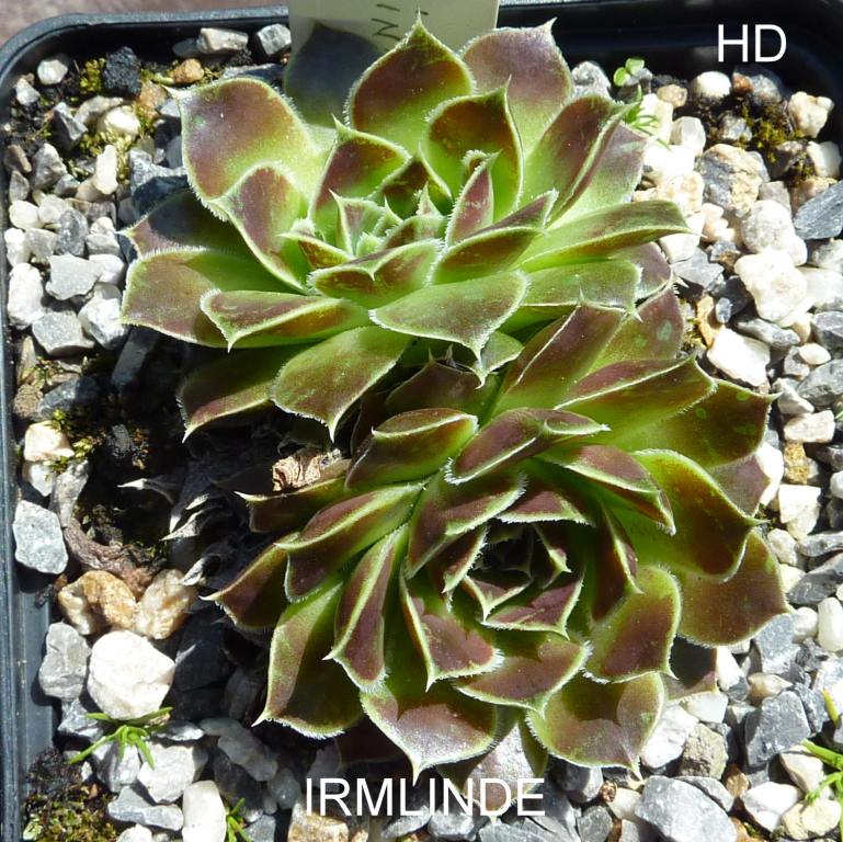 Irmlinde / Jovi