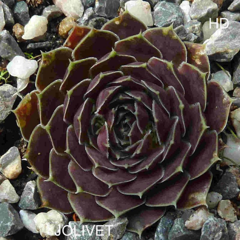 Jolivet / Jovi