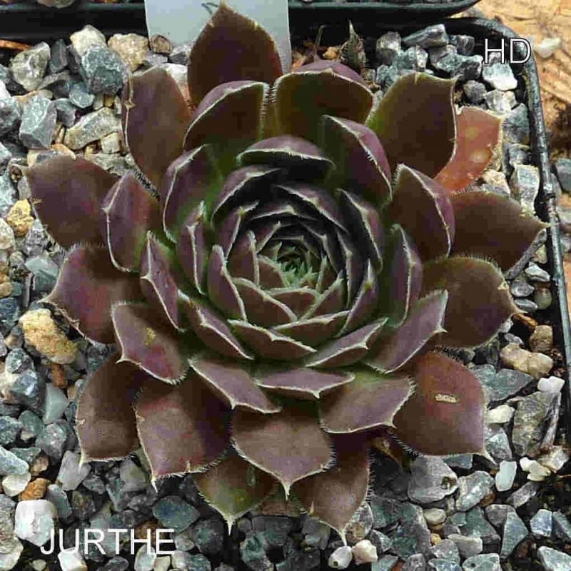Jurthe / Jovi
