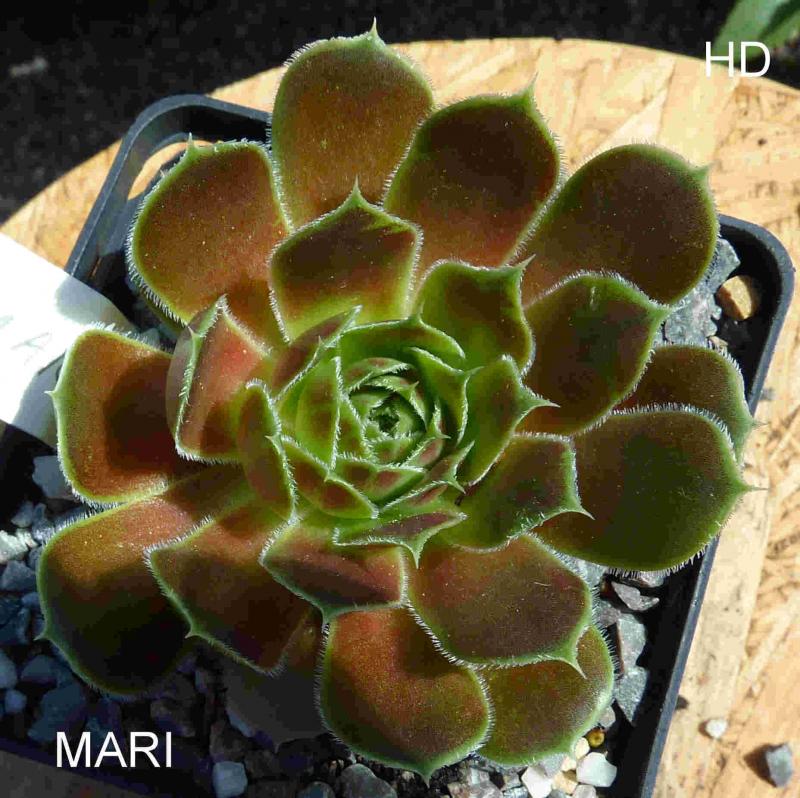 Mari / Jovi