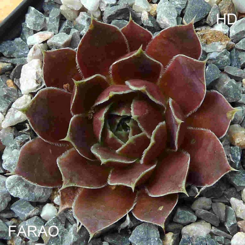 Farao / Jovi