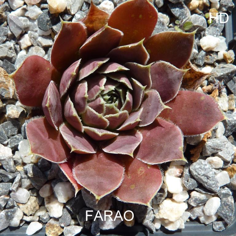 Farao / Jovi