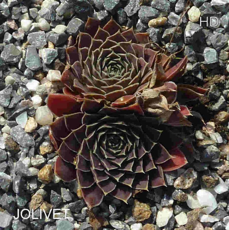 Jolivet / Jovi