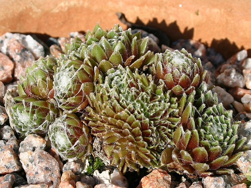 Janus