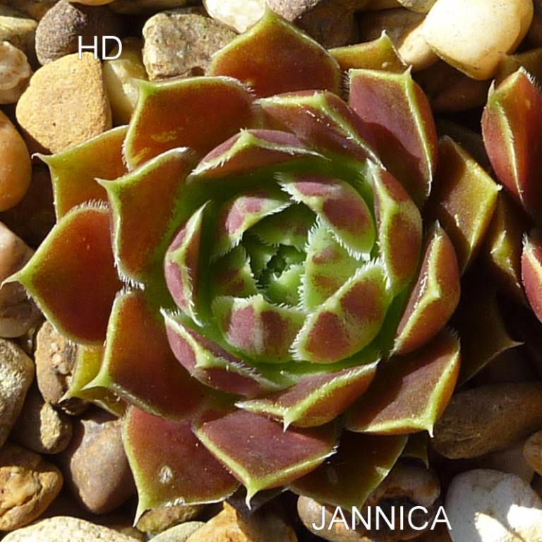 Jannica / Jovi