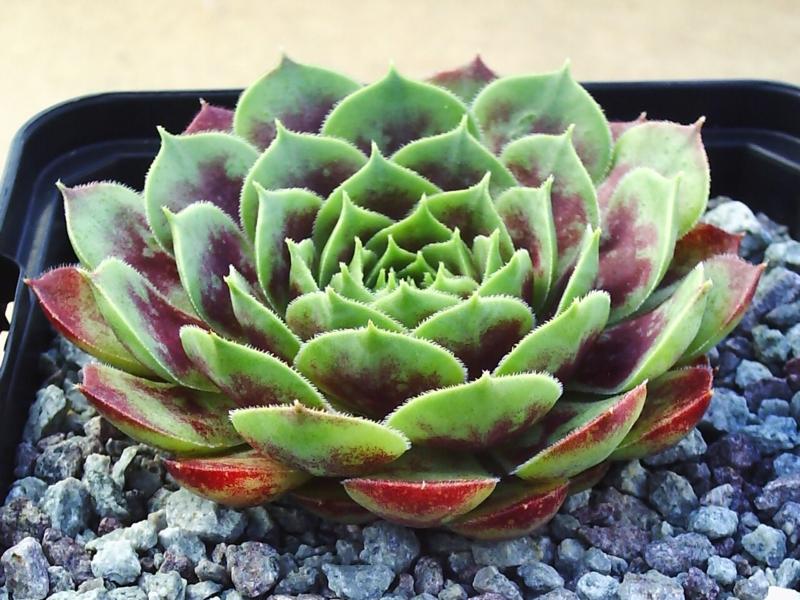 Corona