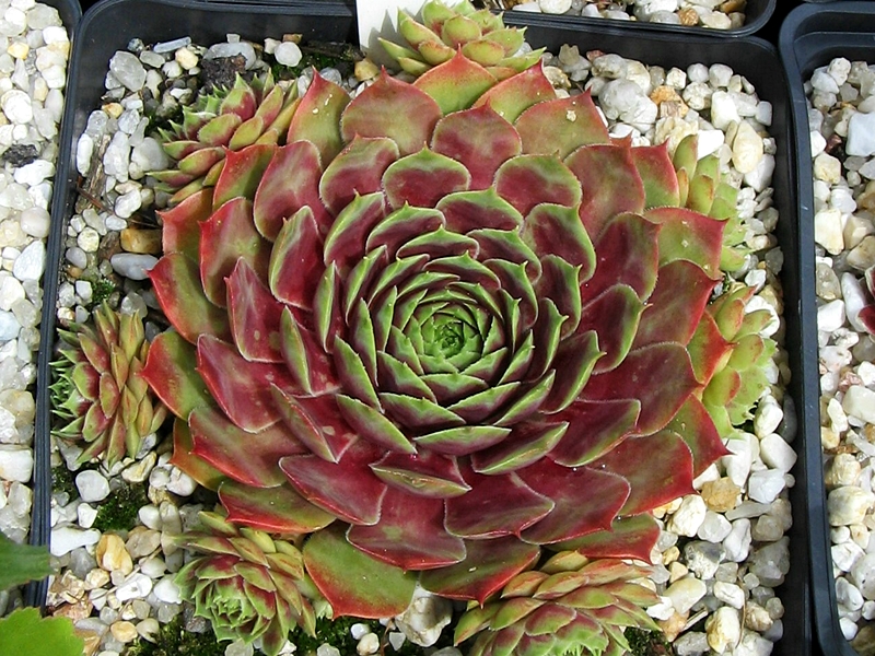 Corona