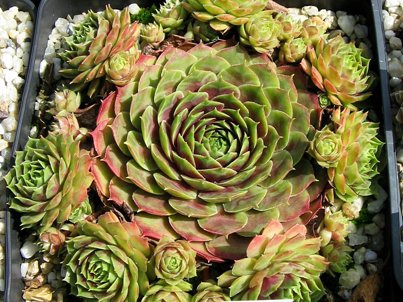 Corona