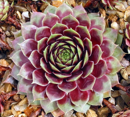 Corona