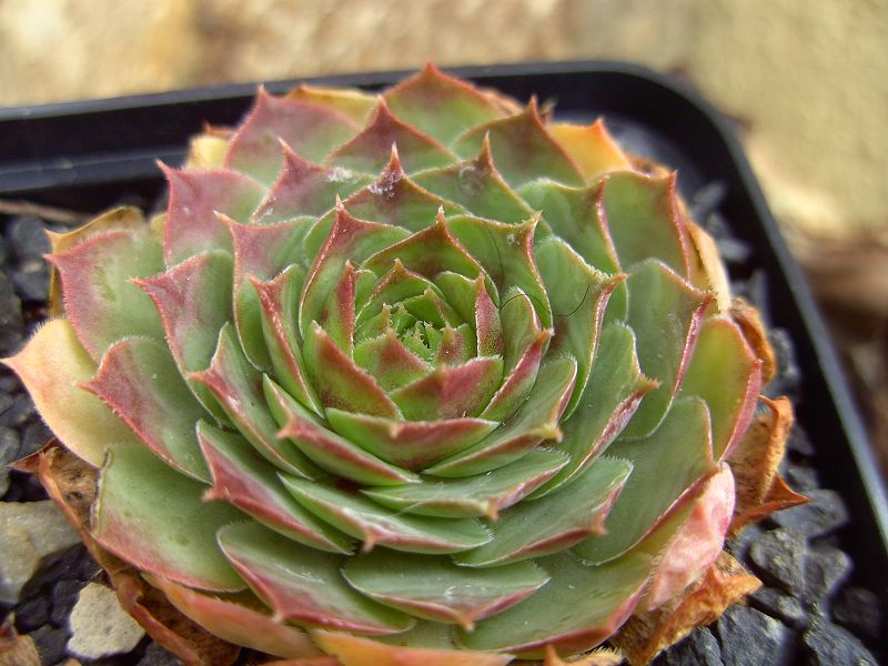 Corona