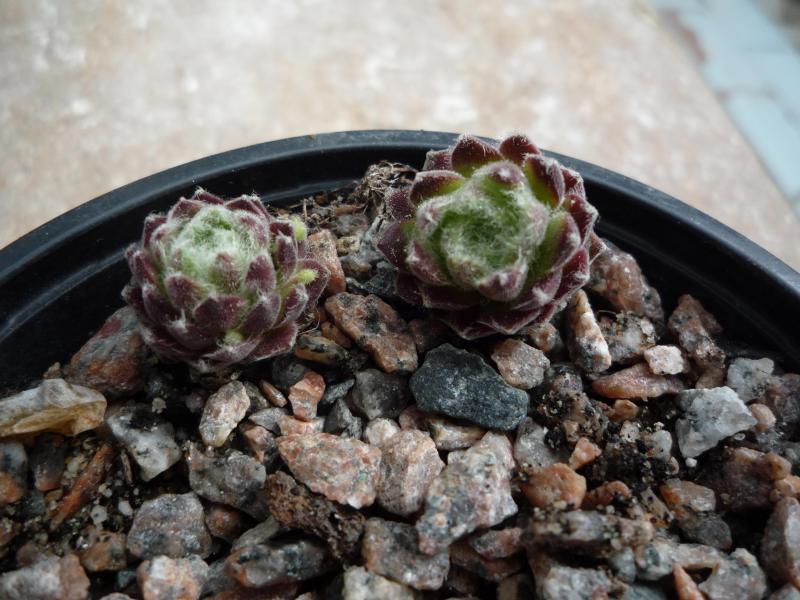Jubilee Tricolor