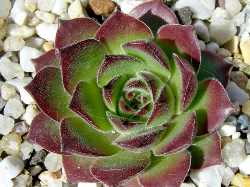 Zarella