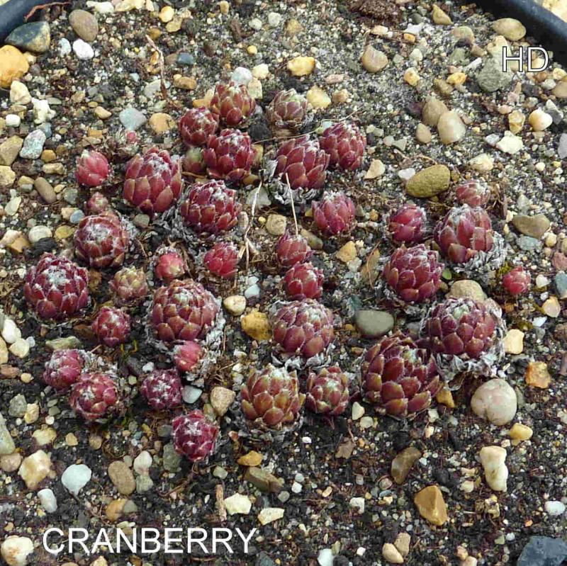 Cranberry
