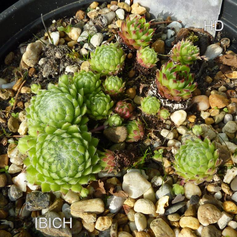 Ibich