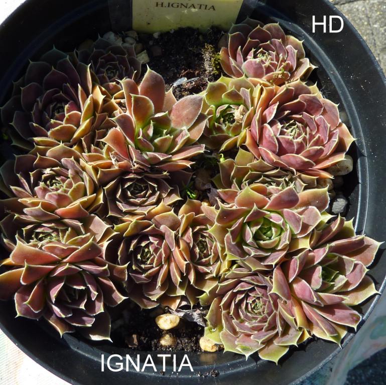 Ignatia / Jovi