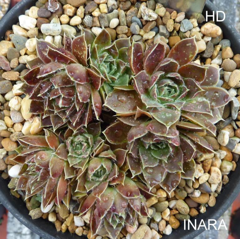 Inara / Jovi
