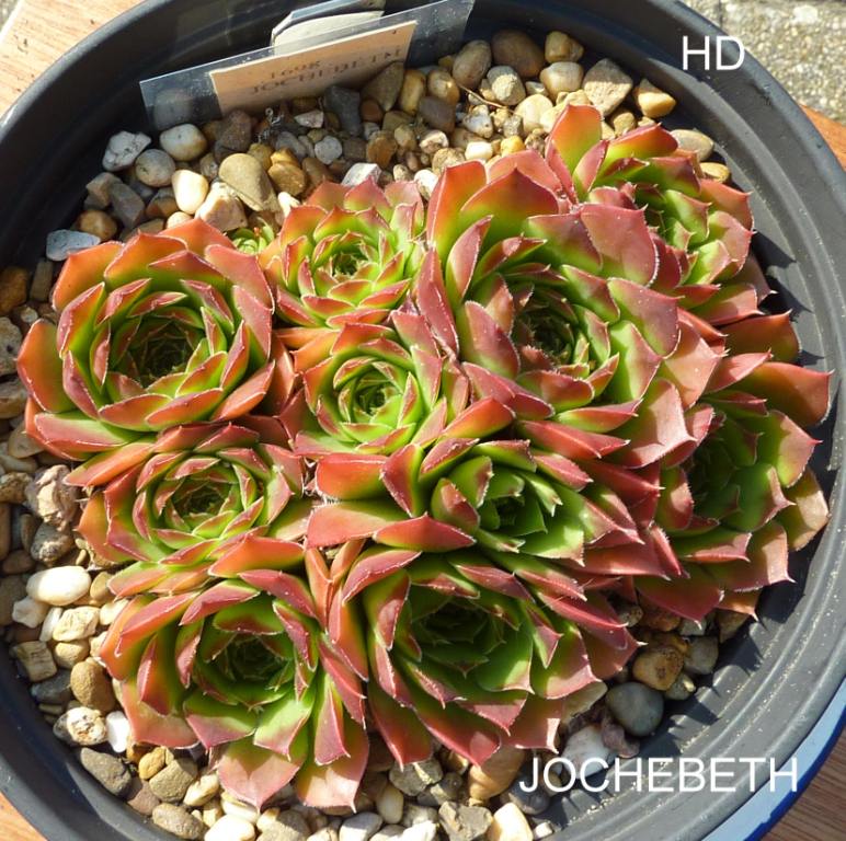 Jochebeth / Jovi