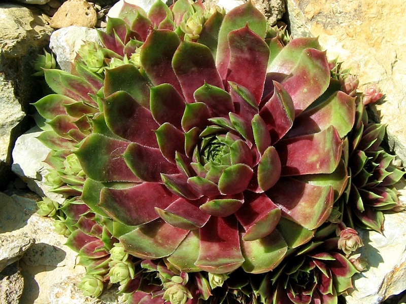 Corona