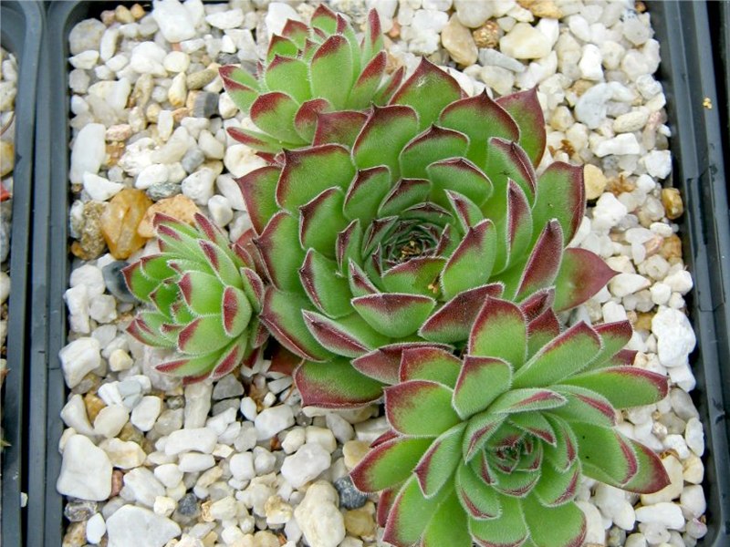 Zarella
