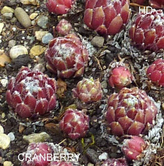 Cranberry