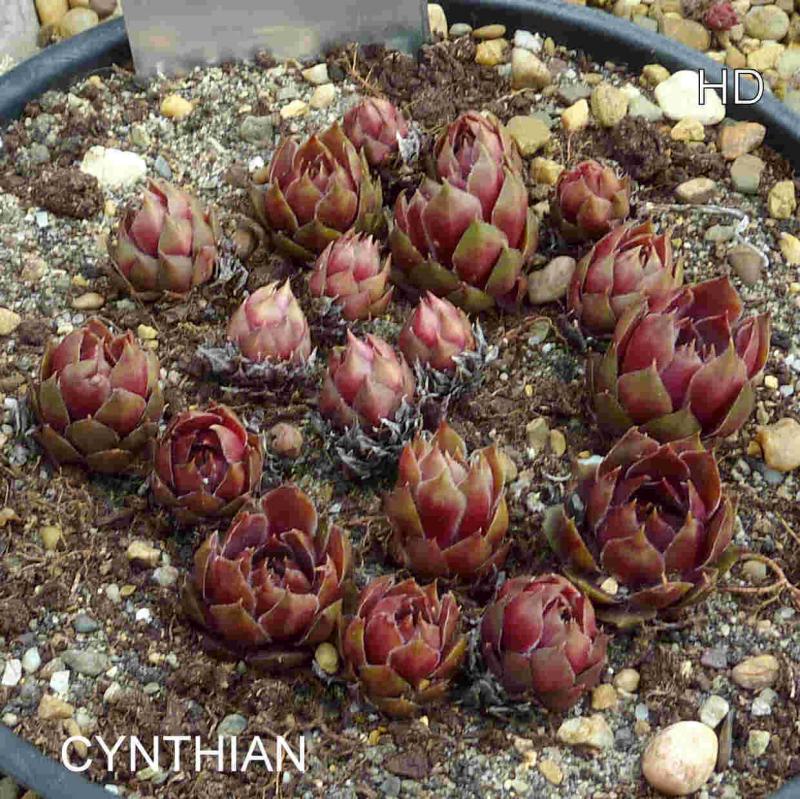 Cynthian