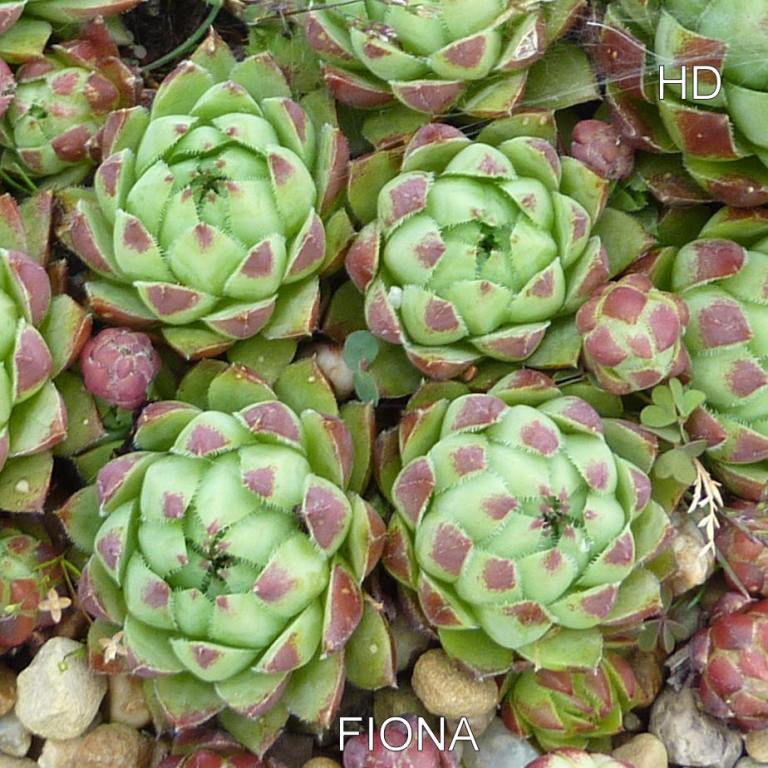 Fiona / Jovi