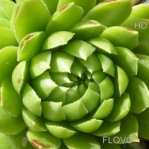 Flovo / Jovi