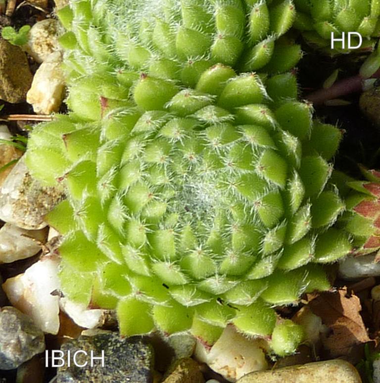 Ibich