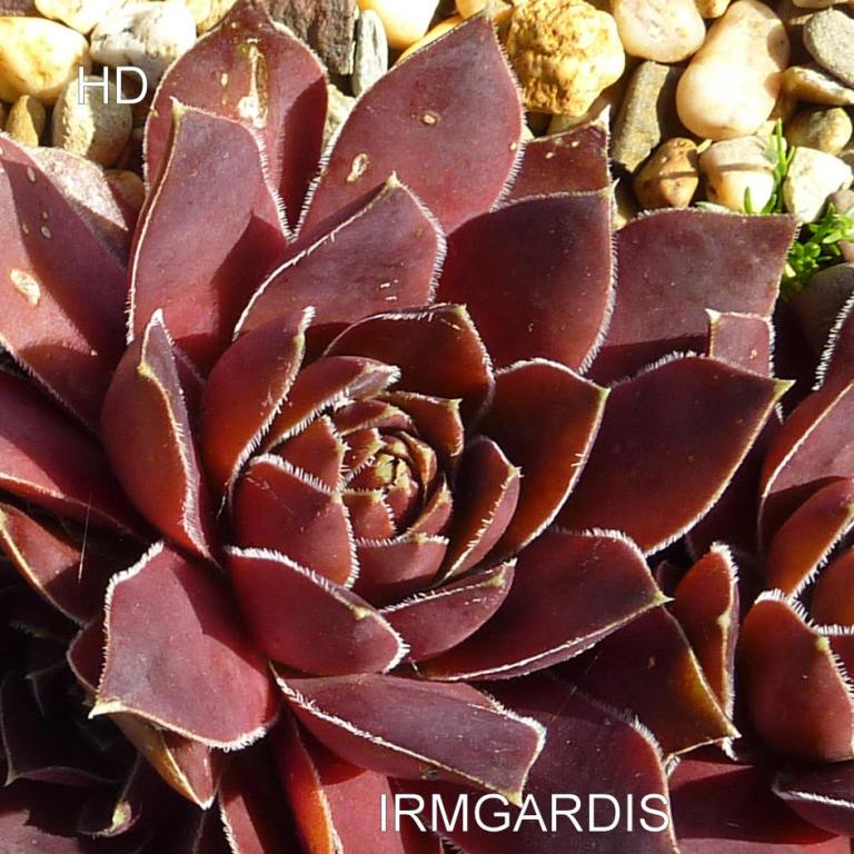 Irmgardis / Jovi