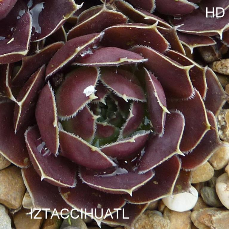Iztaccihuatl / Jovi