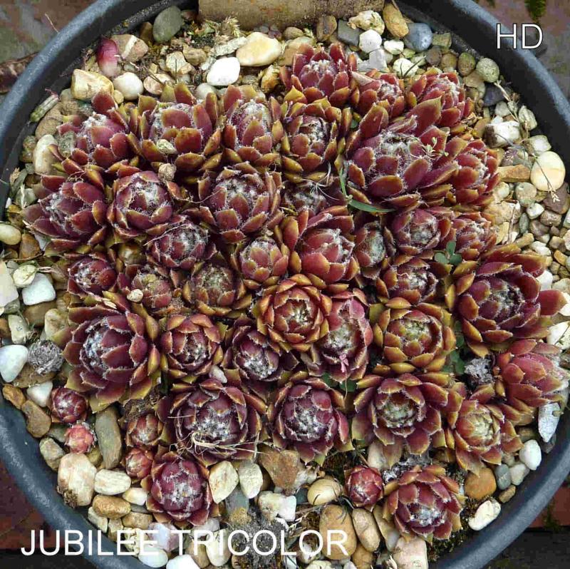 Jubilee Tricolor