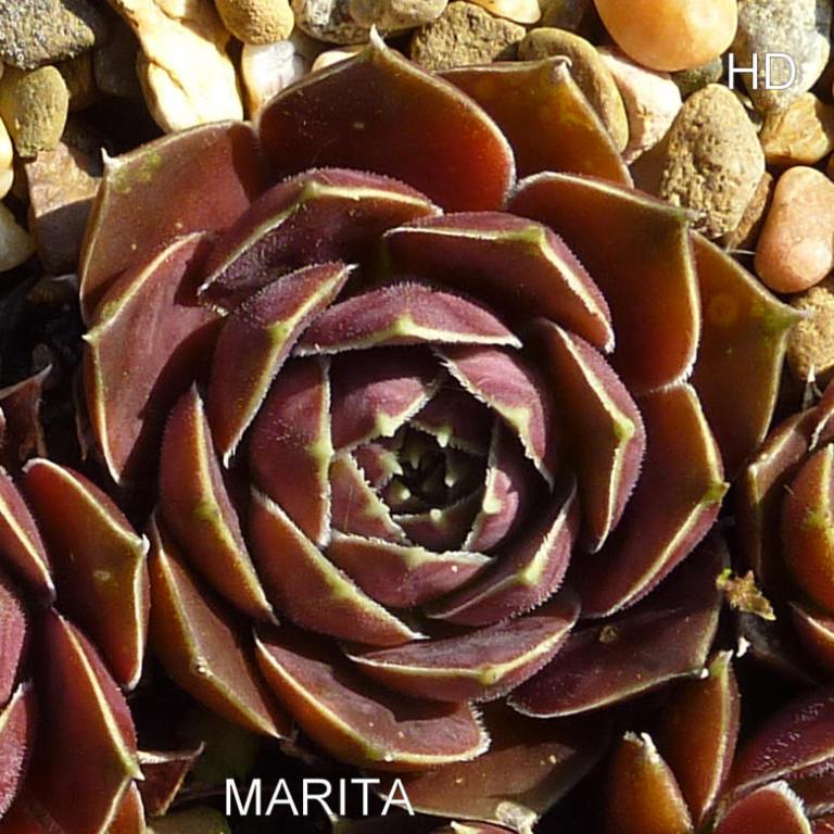Marita / Jovi