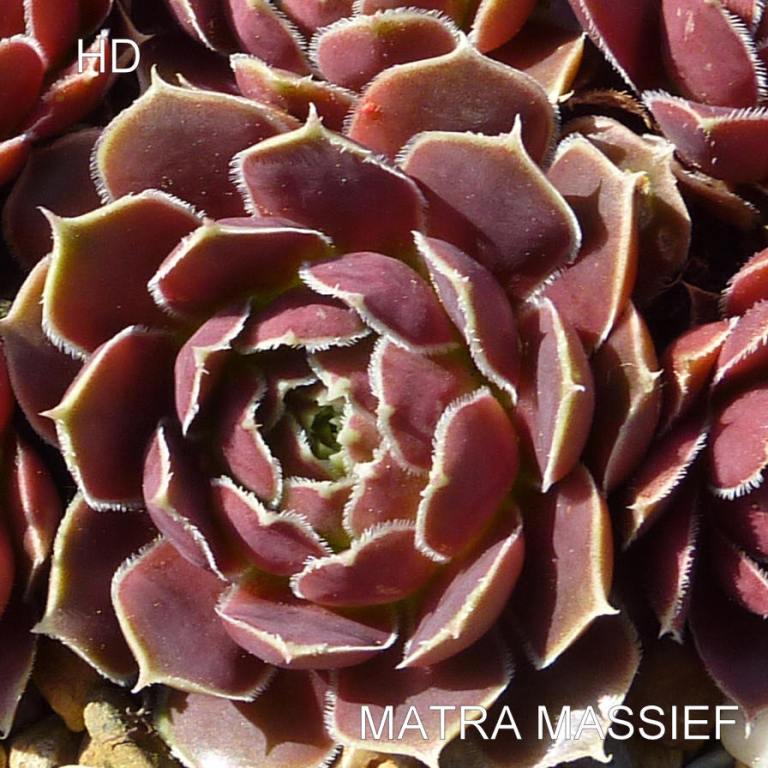 Matra Massief / Jovi
