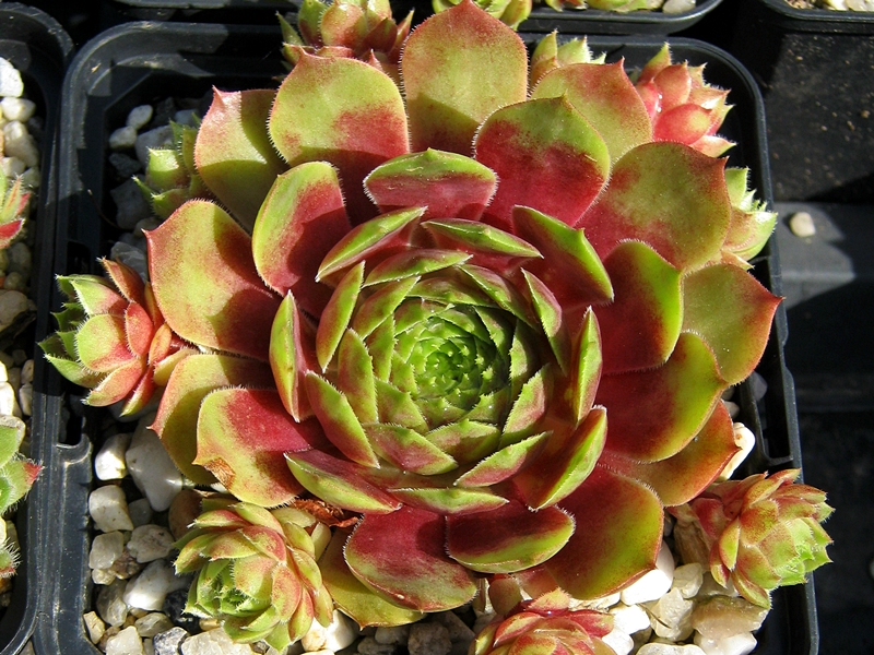 Corona