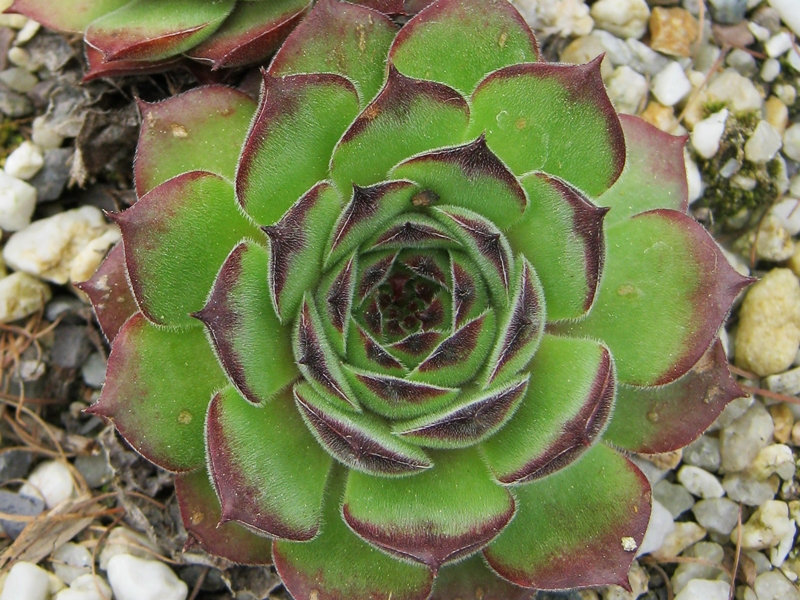 Zarella