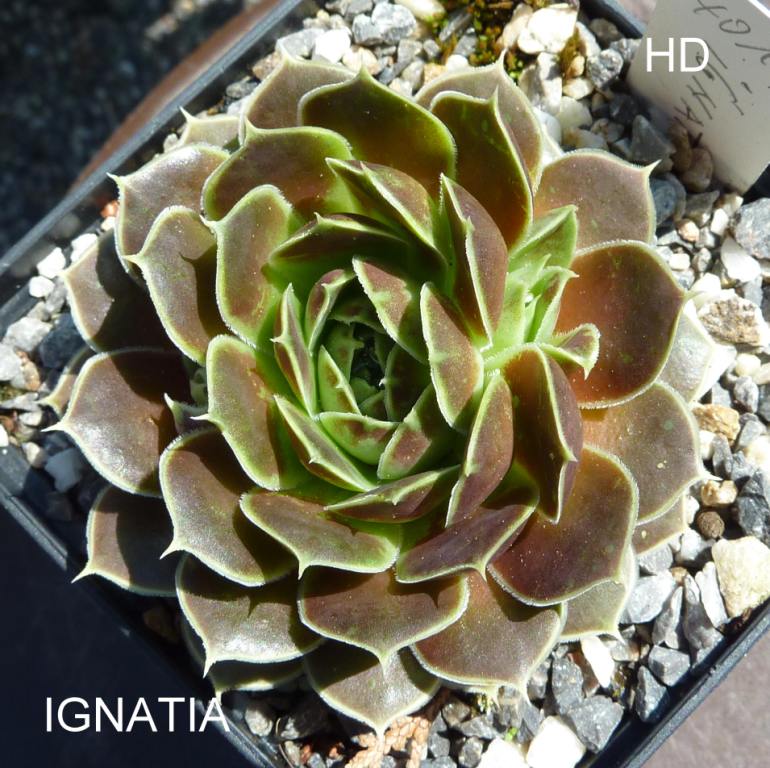 Ignatia / Jovi