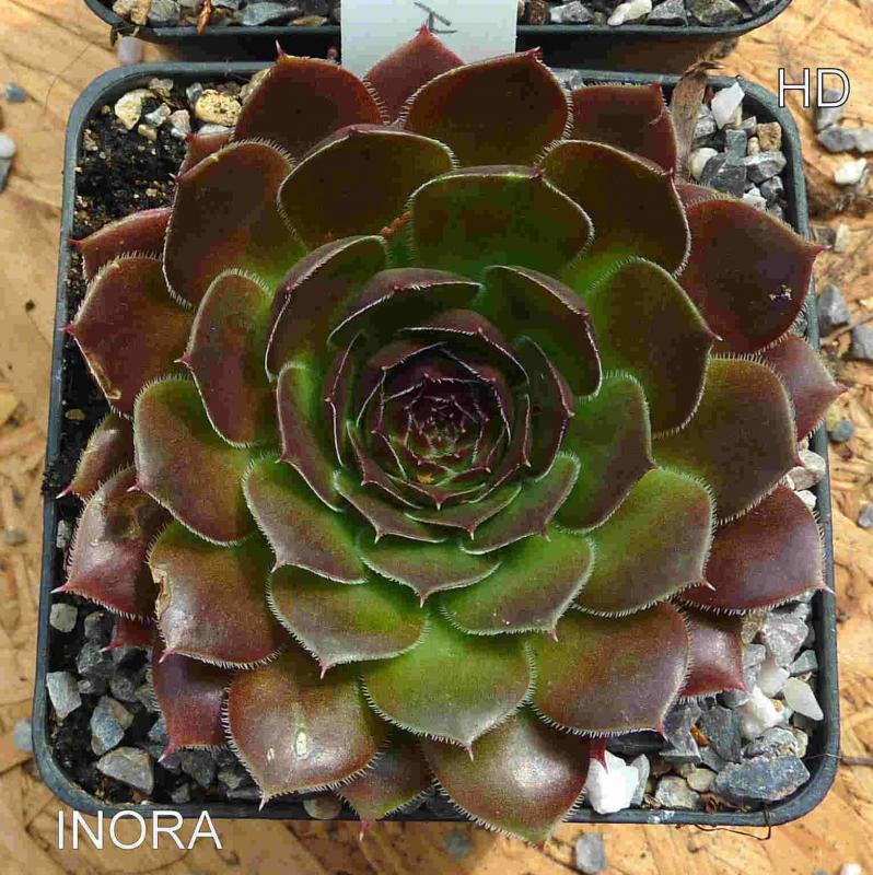 Inora / Jovi