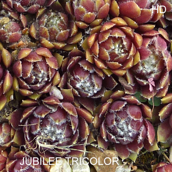 Jubilee Tricolor