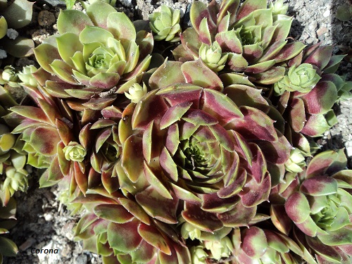 Corona